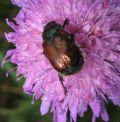 Phyllopertha horticola